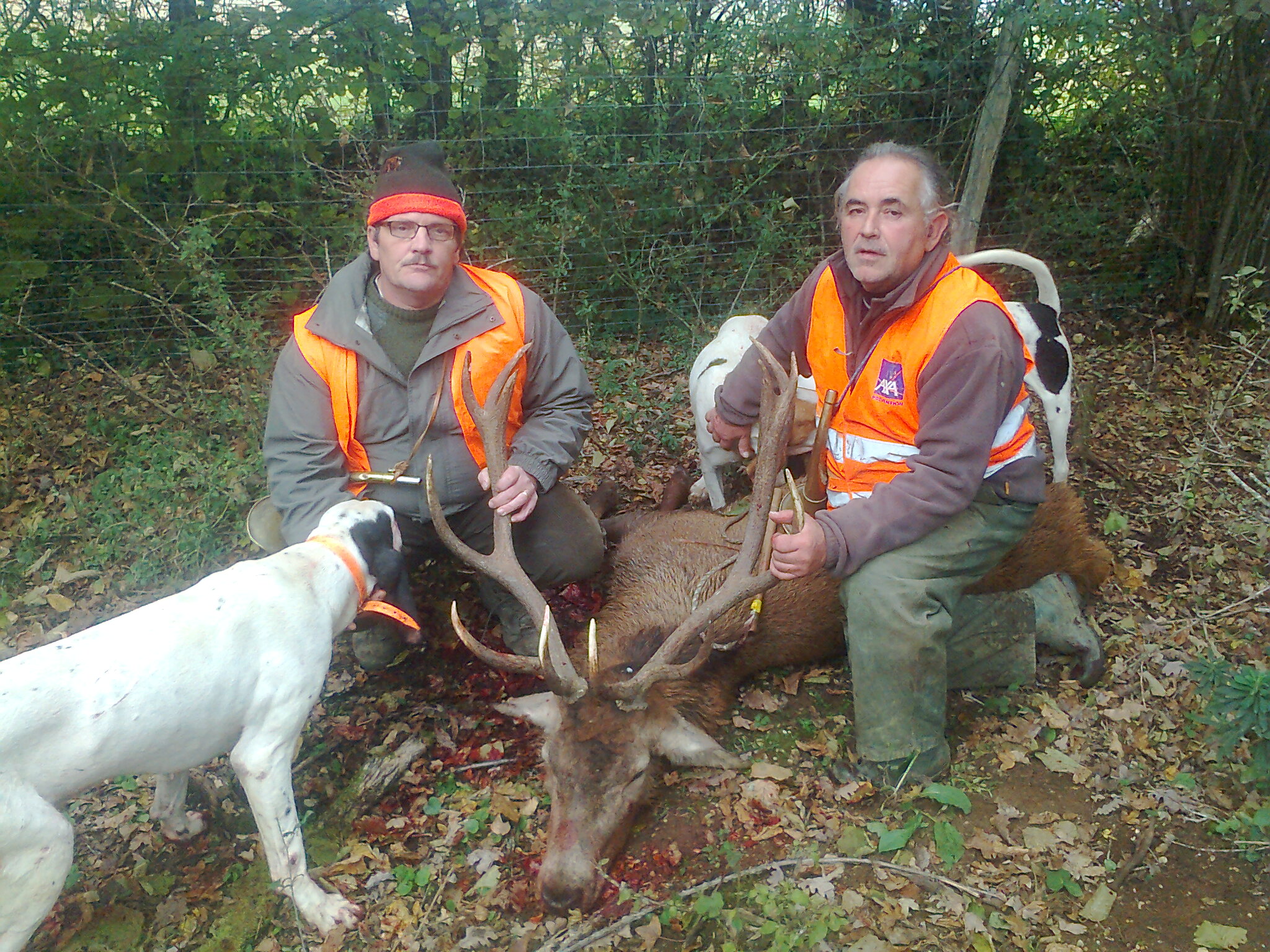 cerf